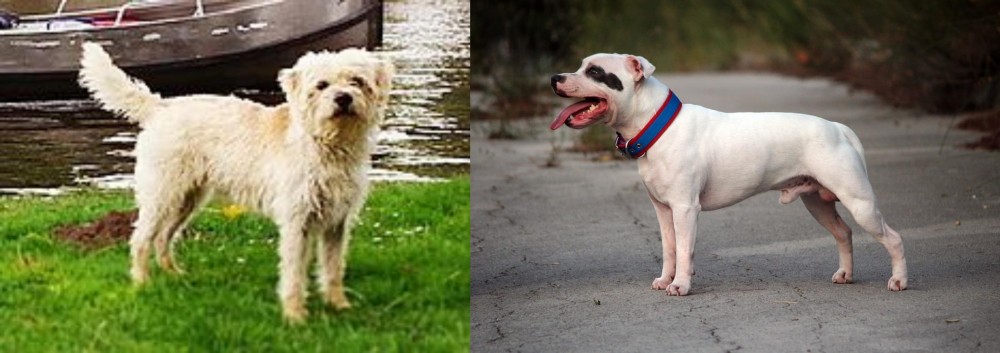 Staffordshire Bull Terrier vs Dutch Smoushond - Breed Comparison