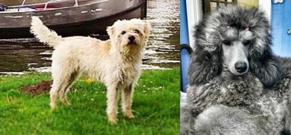 Standard Poodle vs Dutch Smoushond - Breed Comparison