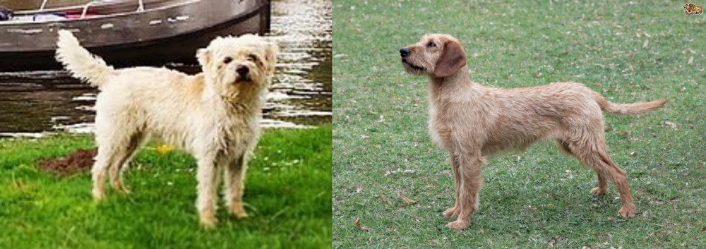 Styrian Coarse Haired Hound vs Dutch Smoushond - Breed Comparison
