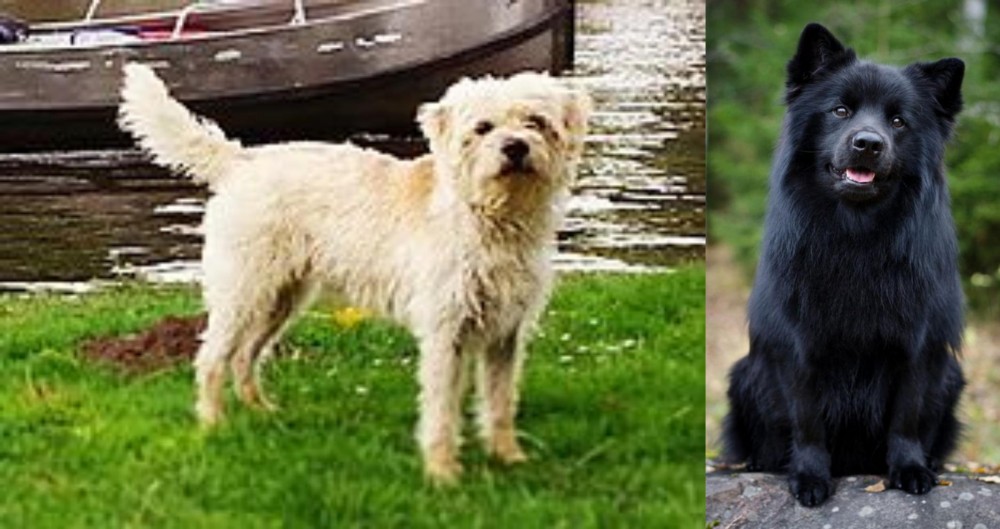 Swedish Lapphund vs Dutch Smoushond - Breed Comparison