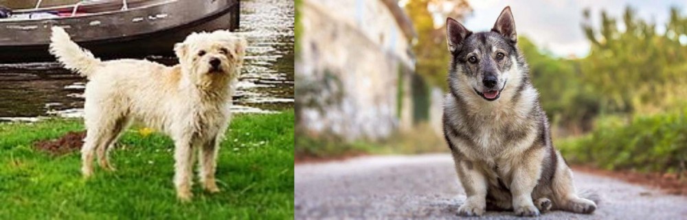 Swedish Vallhund vs Dutch Smoushond - Breed Comparison