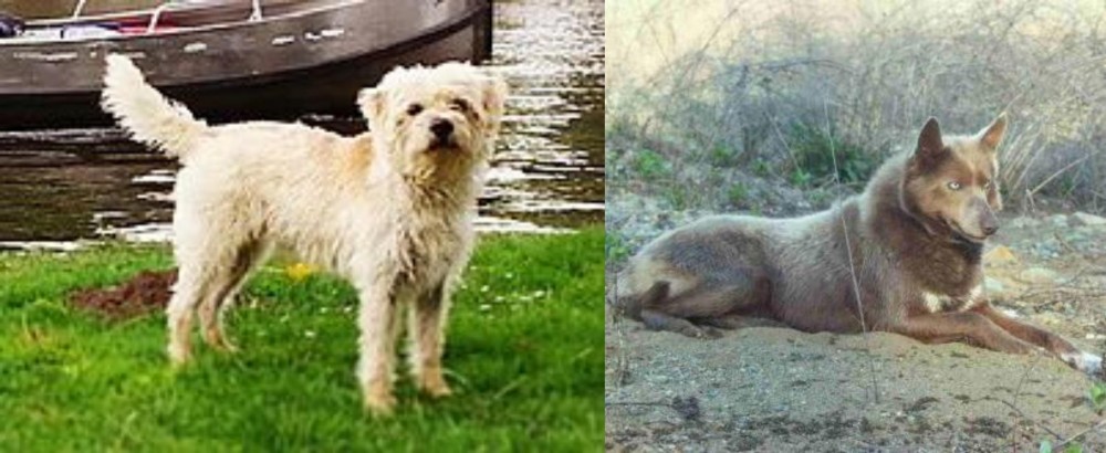 Tahltan Bear Dog vs Dutch Smoushond - Breed Comparison