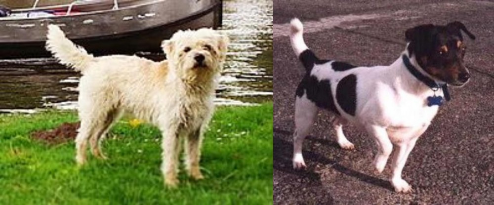 Teddy Roosevelt Terrier vs Dutch Smoushond - Breed Comparison