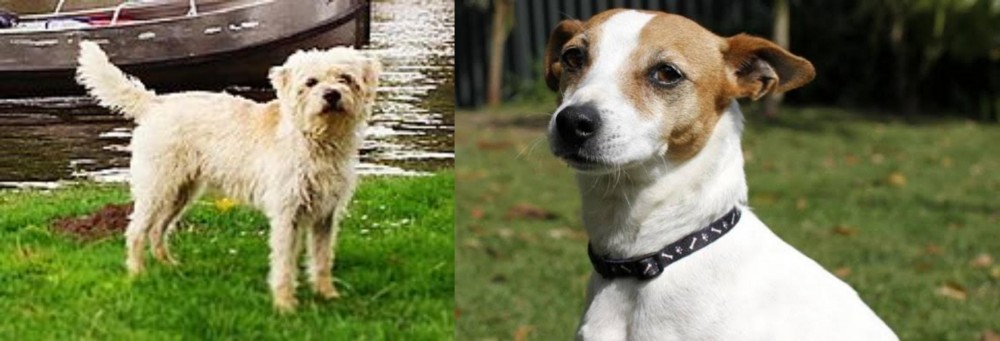 Tenterfield Terrier vs Dutch Smoushond - Breed Comparison