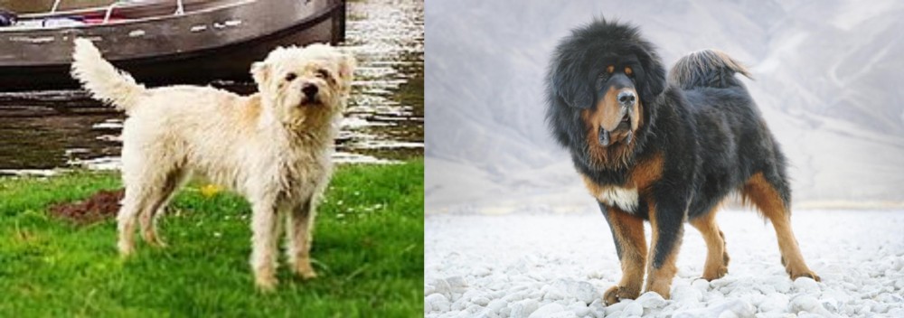 Tibetan Mastiff vs Dutch Smoushond - Breed Comparison