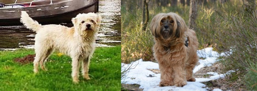 Tibetan Terrier vs Dutch Smoushond - Breed Comparison