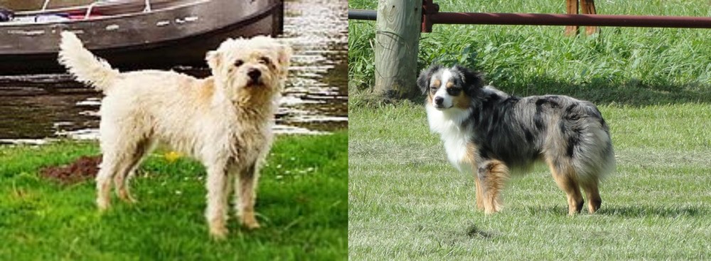 Toy Australian Shepherd vs Dutch Smoushond - Breed Comparison