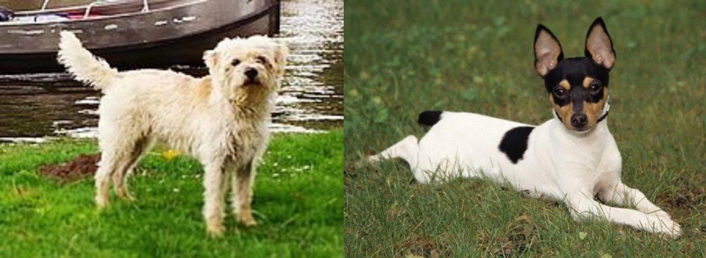 Toy Fox Terrier vs Dutch Smoushond - Breed Comparison