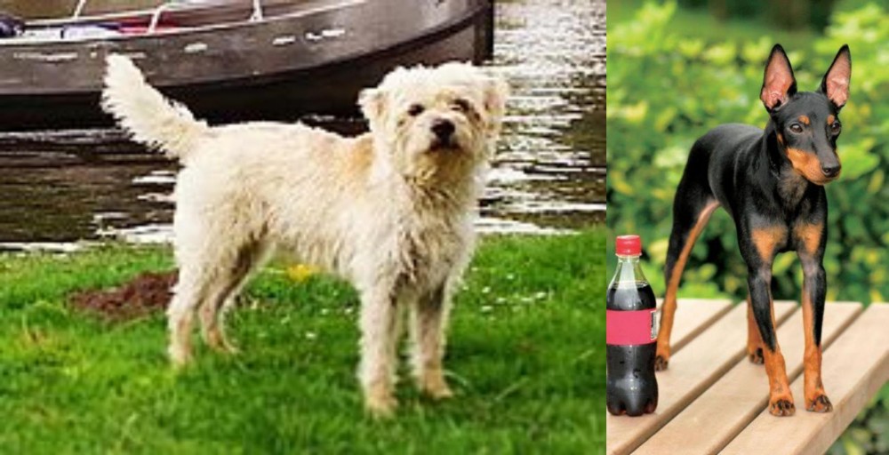 Toy Manchester Terrier vs Dutch Smoushond - Breed Comparison