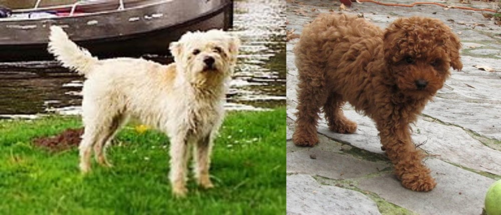 Toy Poodle vs Dutch Smoushond - Breed Comparison