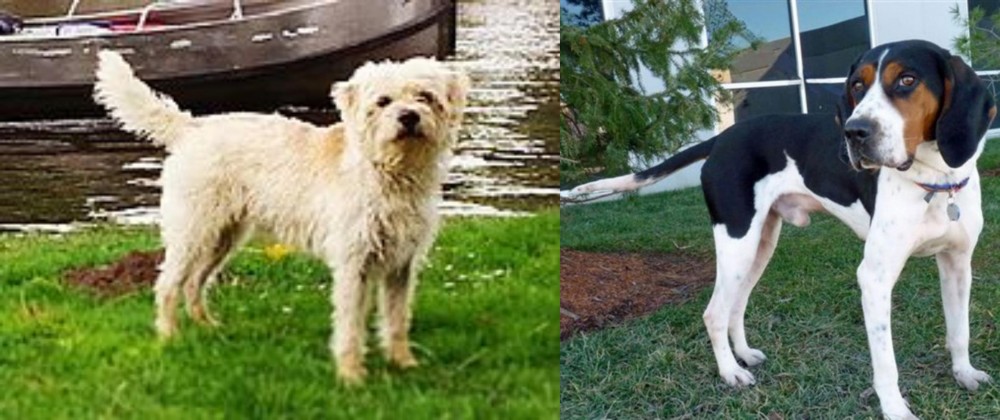 Treeing Walker Coonhound vs Dutch Smoushond - Breed Comparison
