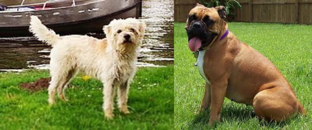 Valley Bulldog vs Dutch Smoushond - Breed Comparison