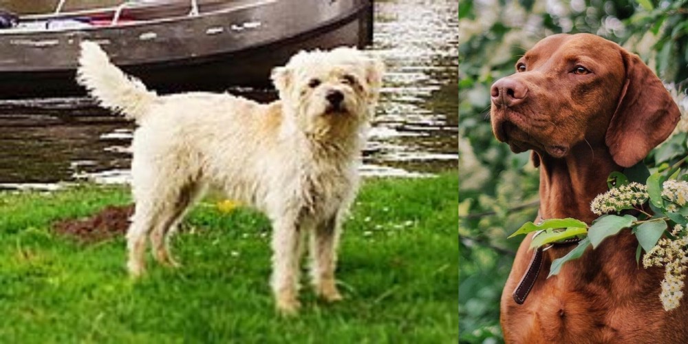 Vizsla vs Dutch Smoushond - Breed Comparison