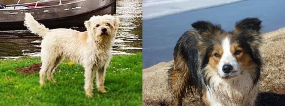 Welsh Sheepdog vs Dutch Smoushond - Breed Comparison