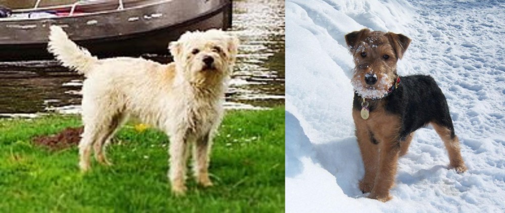 Welsh Terrier vs Dutch Smoushond - Breed Comparison