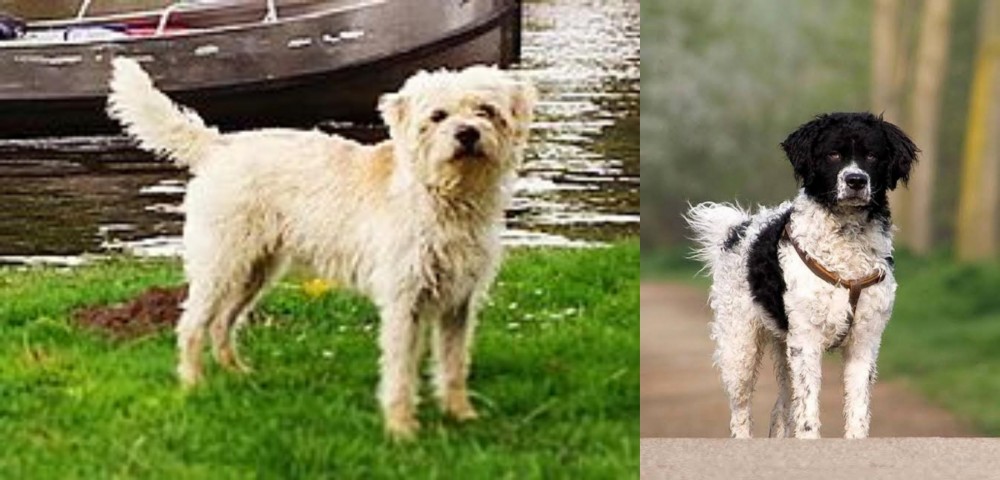 Wetterhoun vs Dutch Smoushond - Breed Comparison