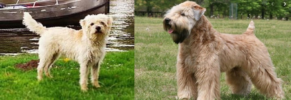 Wheaten Terrier vs Dutch Smoushond - Breed Comparison