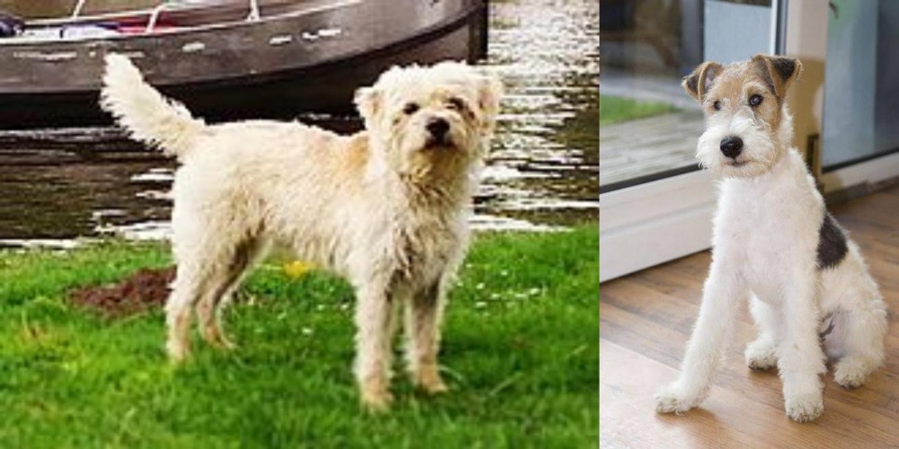 Wire Fox Terrier vs Dutch Smoushond - Breed Comparison