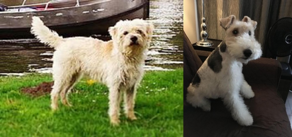 Wire Haired Fox Terrier vs Dutch Smoushond - Breed Comparison