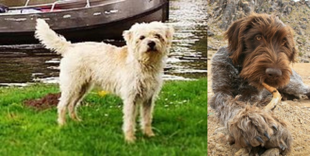 Wirehaired Pointing Griffon vs Dutch Smoushond - Breed Comparison