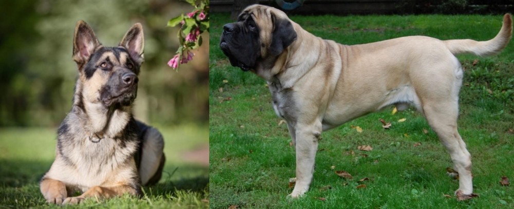 English Mastiff vs East European Shepherd - Breed Comparison