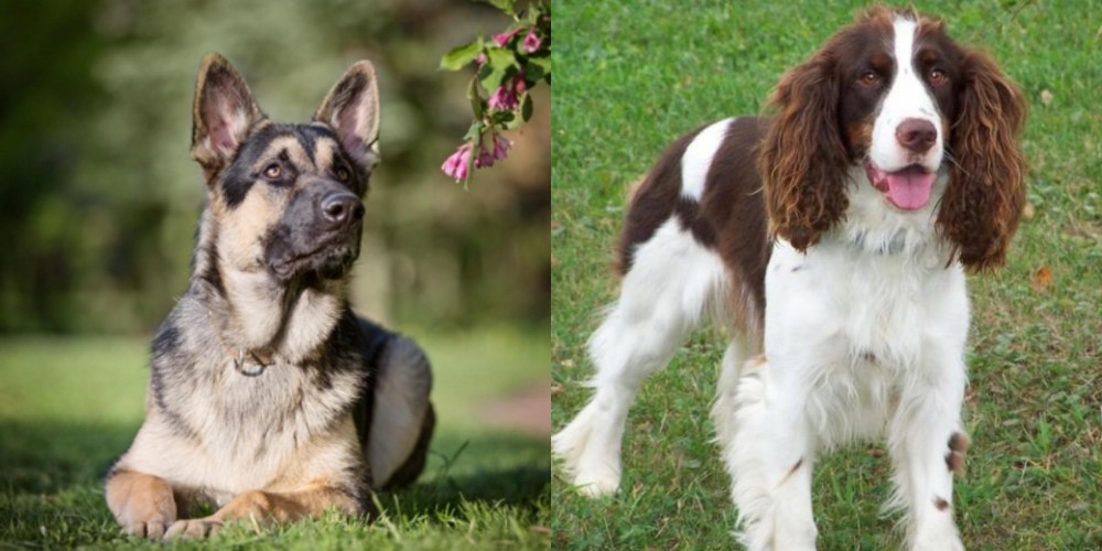 English Springer Spaniel vs East European Shepherd - Breed Comparison
