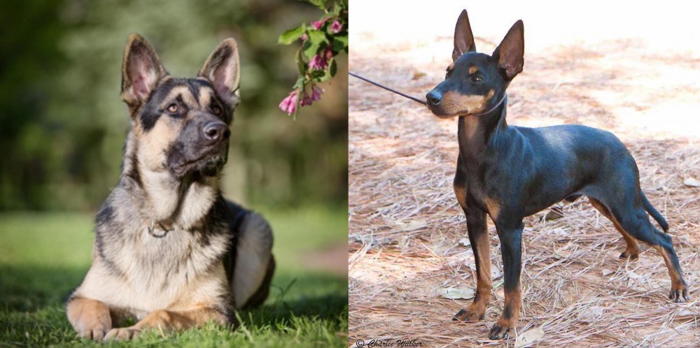 English Toy Terrier (Black & Tan) vs East European Shepherd - Breed Comparison