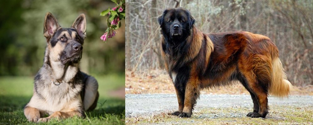 Estrela Mountain Dog vs East European Shepherd - Breed Comparison