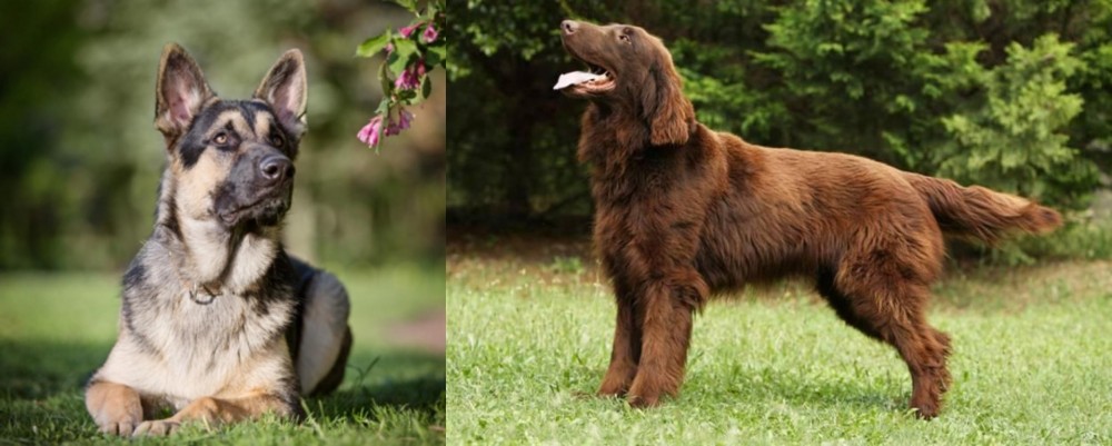 Flat-Coated Retriever vs East European Shepherd - Breed Comparison