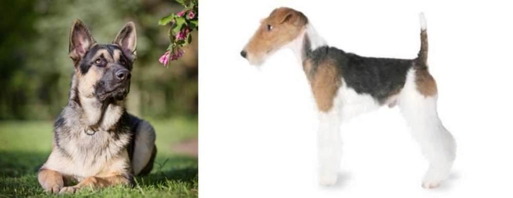Fox Terrier vs East European Shepherd - Breed Comparison