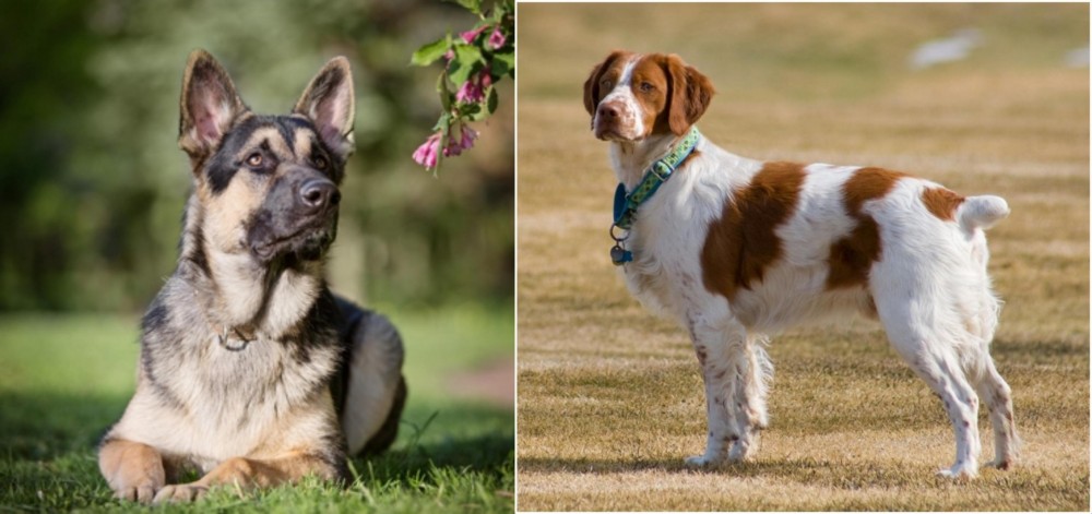 French Brittany vs East European Shepherd - Breed Comparison