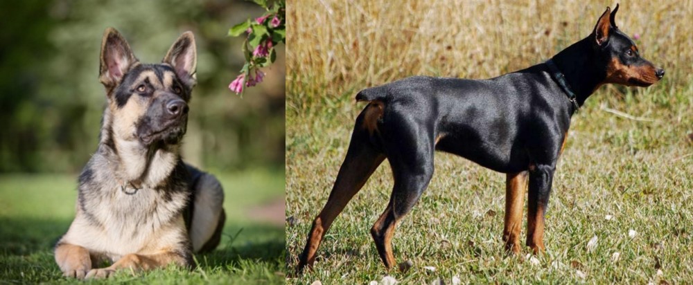 German Pinscher vs East European Shepherd - Breed Comparison