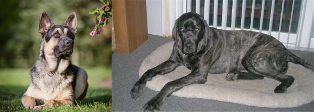 Giant Maso Mastiff vs East European Shepherd - Breed Comparison