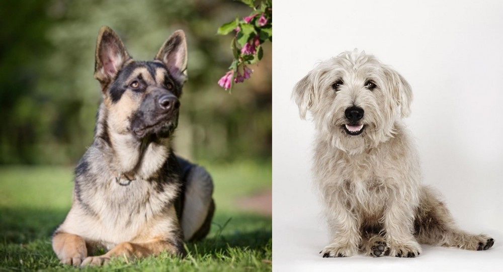 Glen of Imaal Terrier vs East European Shepherd - Breed Comparison
