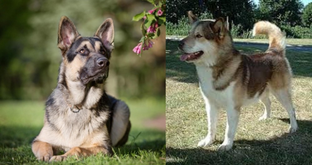 Greenland Dog vs East European Shepherd - Breed Comparison