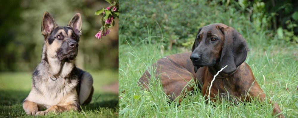 Hanover Hound vs East European Shepherd - Breed Comparison