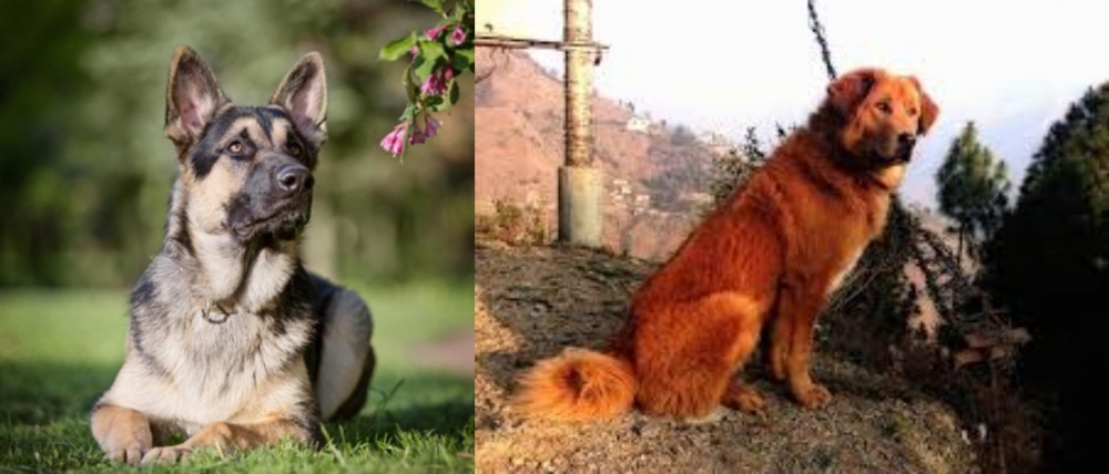 Himalayan Sheepdog vs East European Shepherd - Breed Comparison