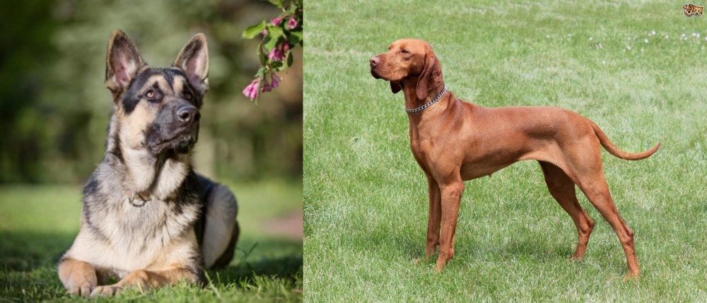 Hungarian Vizsla vs East European Shepherd - Breed Comparison