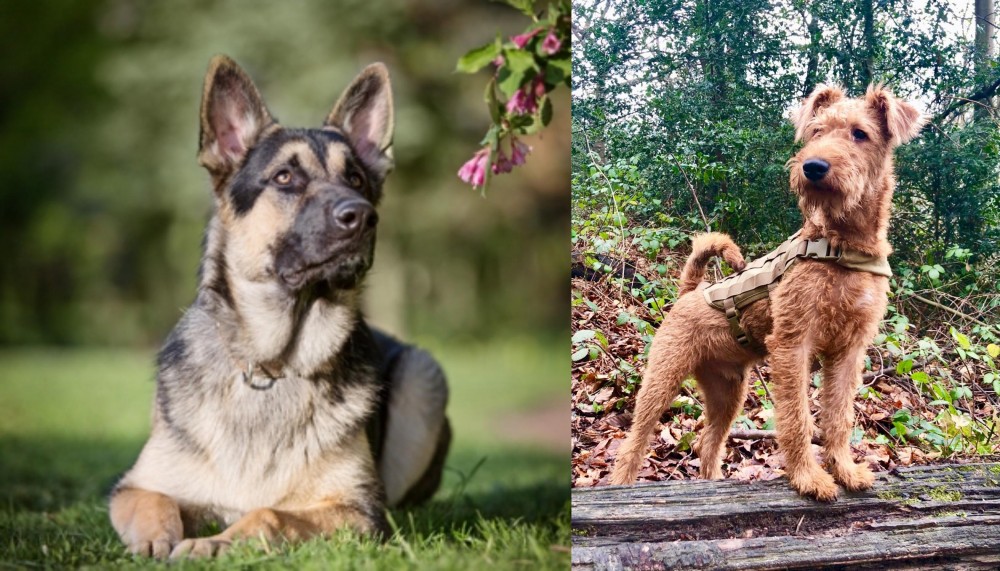 Irish Terrier vs East European Shepherd - Breed Comparison