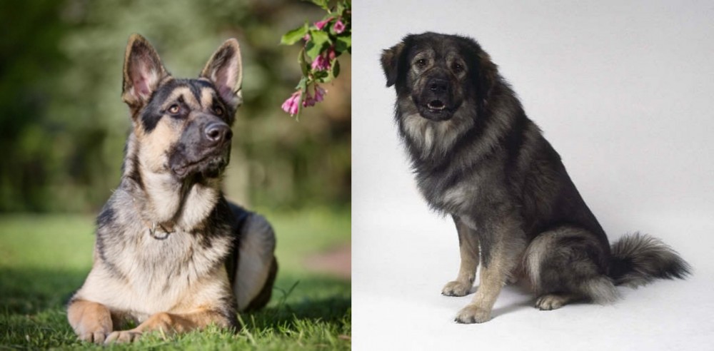 Istrian Sheepdog vs East European Shepherd - Breed Comparison