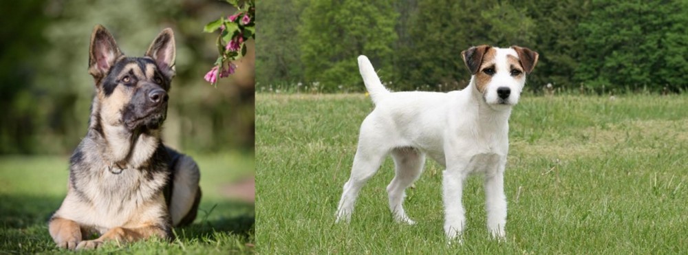 Jack Russell Terrier vs East European Shepherd - Breed Comparison