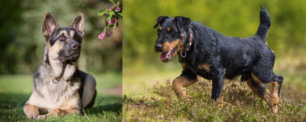 Jagdterrier vs East European Shepherd - Breed Comparison