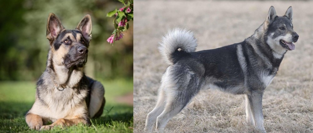 Jamthund vs East European Shepherd - Breed Comparison