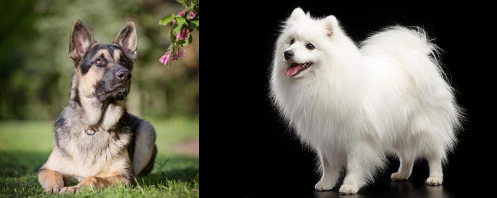 Japanese Spitz vs East European Shepherd - Breed Comparison