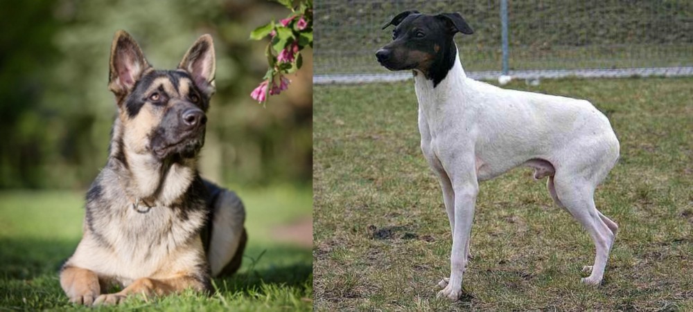 Japanese Terrier vs East European Shepherd - Breed Comparison