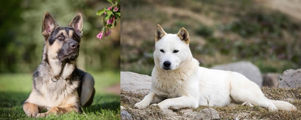 Jindo vs East European Shepherd - Breed Comparison