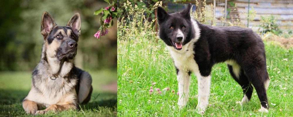 Karelian Bear Dog vs East European Shepherd - Breed Comparison