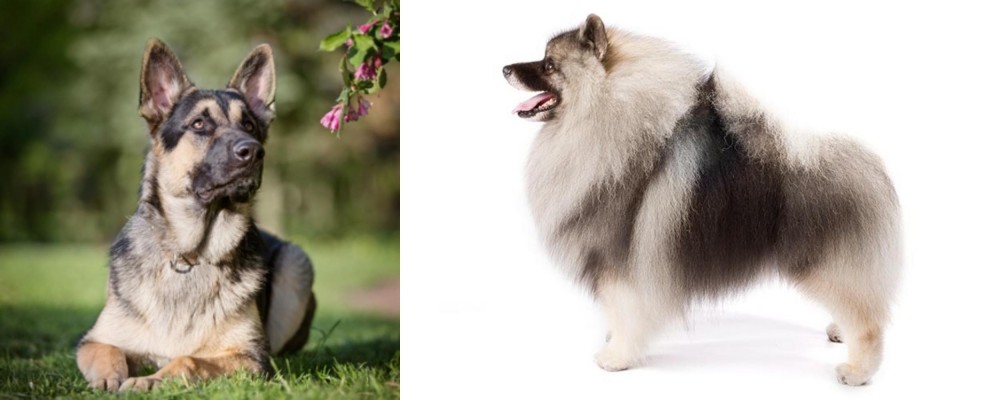 Keeshond vs East European Shepherd - Breed Comparison
