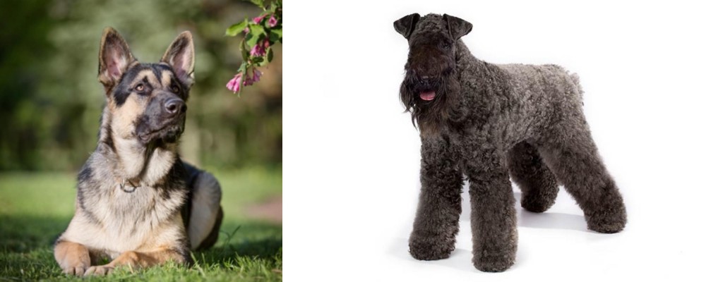 Kerry Blue Terrier vs East European Shepherd - Breed Comparison