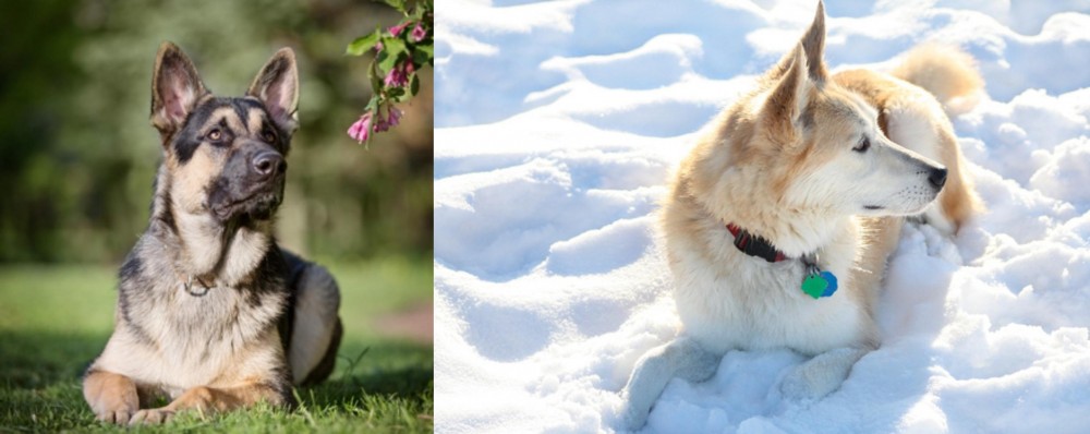 Labrador Husky vs East European Shepherd - Breed Comparison